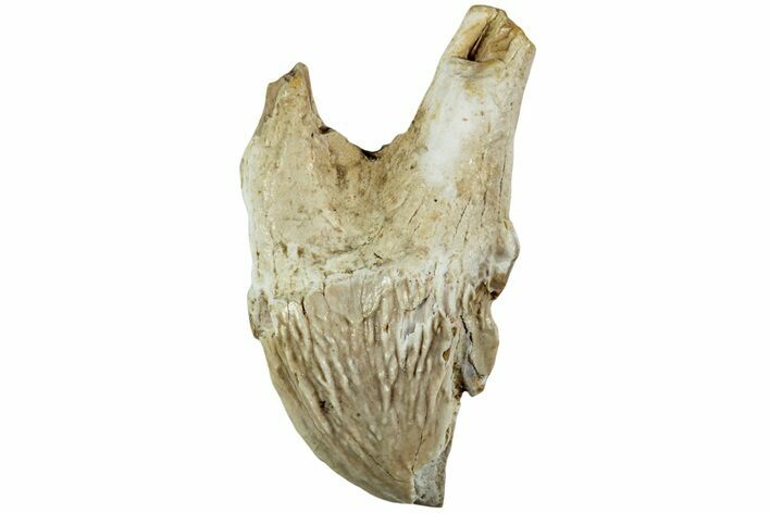 Xenorophid Dolphin (Echovenator) Tooth - South Carolina #232236